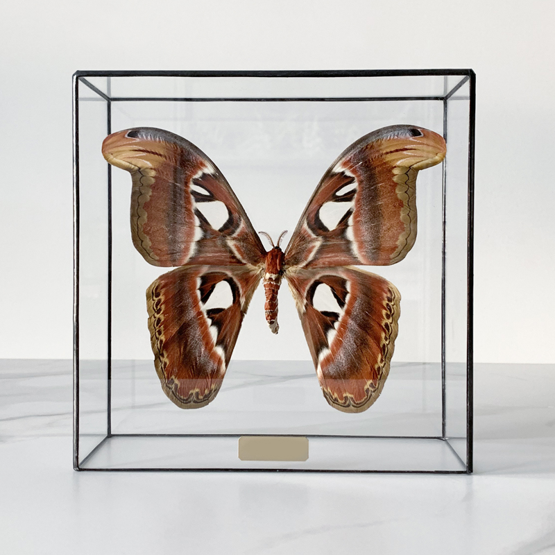  Butterfly Atlas Glass Box   -- | Loft Concept 