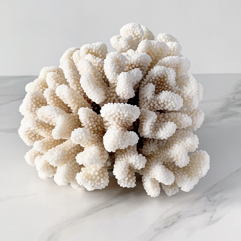  Brownstem Coral   -- | Loft Concept 