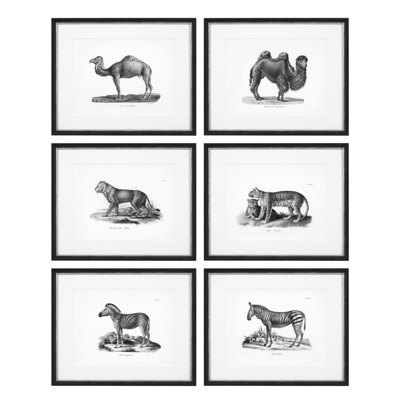   Eichholtz Prints Historical Animals set of 6  -  -- | Loft Concept 