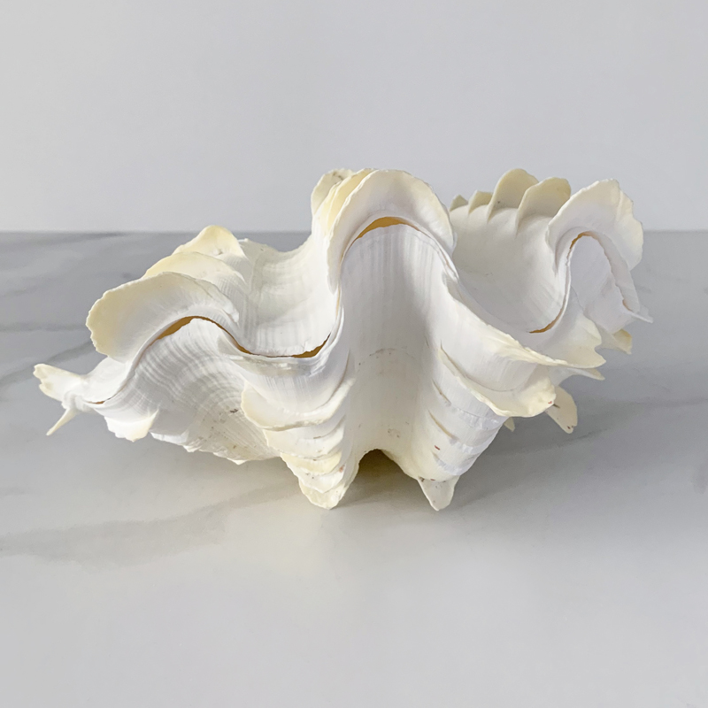 Tridacna Squamosa Shell S   -- | Loft Concept 