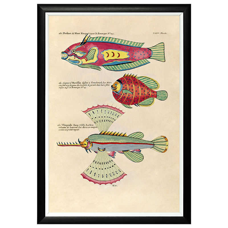     Fish Guide 23    -- | Loft Concept 