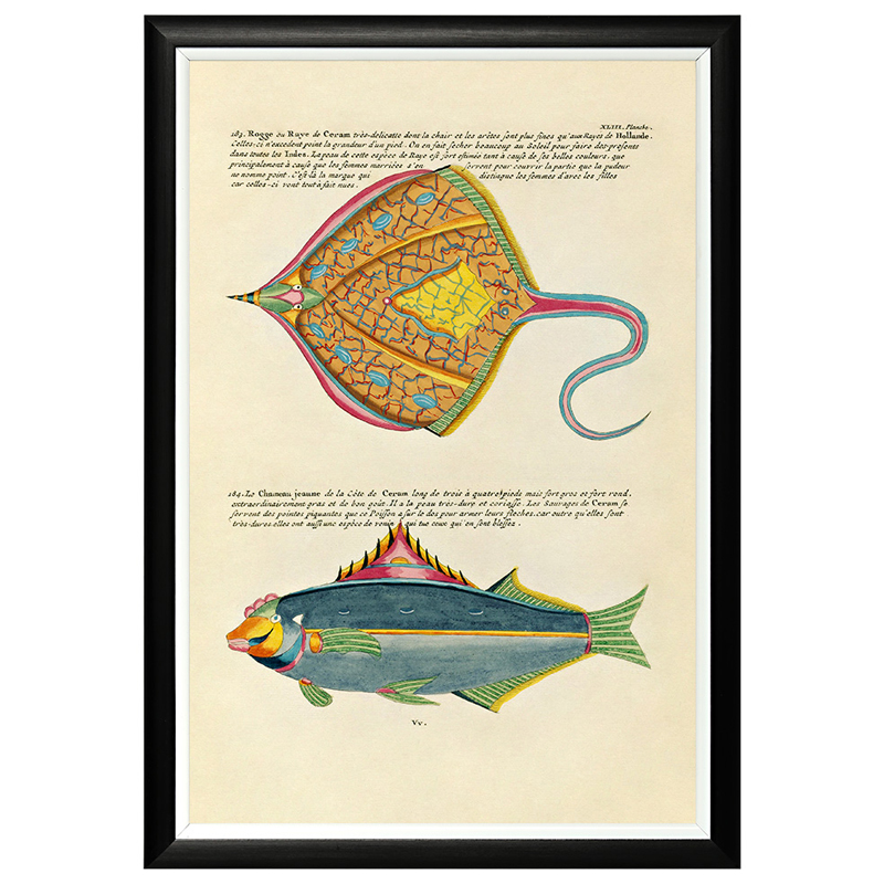     Fish Guide 25    -- | Loft Concept 