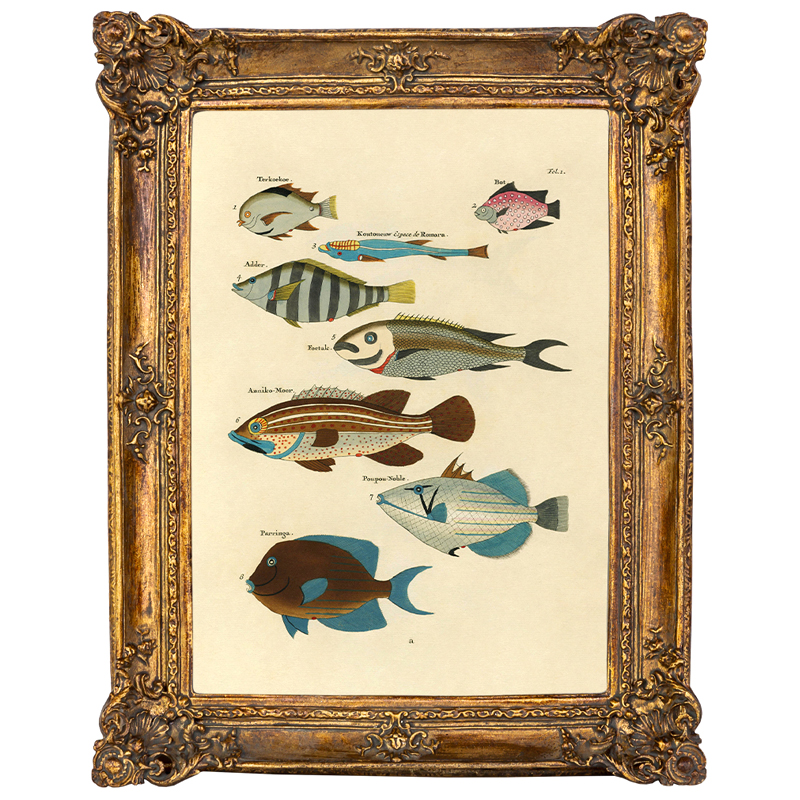  Fish Species       -- | Loft Concept 