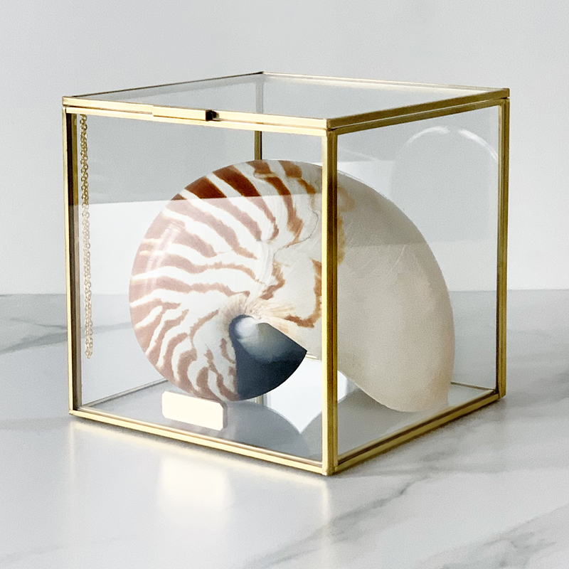  Nautilus Pompilius Glass Box M   -- | Loft Concept 