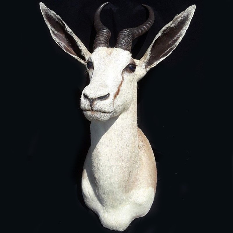 White springbok           -- | Loft Concept 