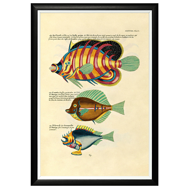     Fish Guide 24    -- | Loft Concept 