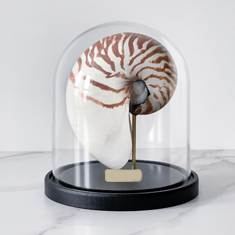 Статуэтка Nautilus Pompilius Glass Cloche  в Ростове-на-Дону | Loft Concept 