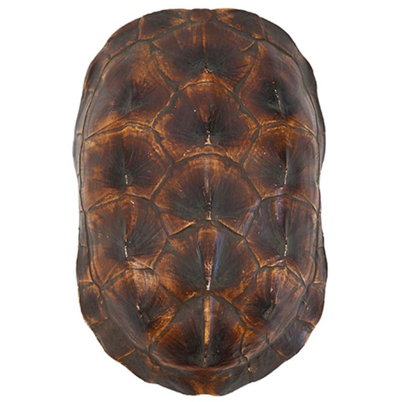 Аксессуар Turtle Shell Natural Brown Коричневый в Ростове-на-Дону | Loft Concept 