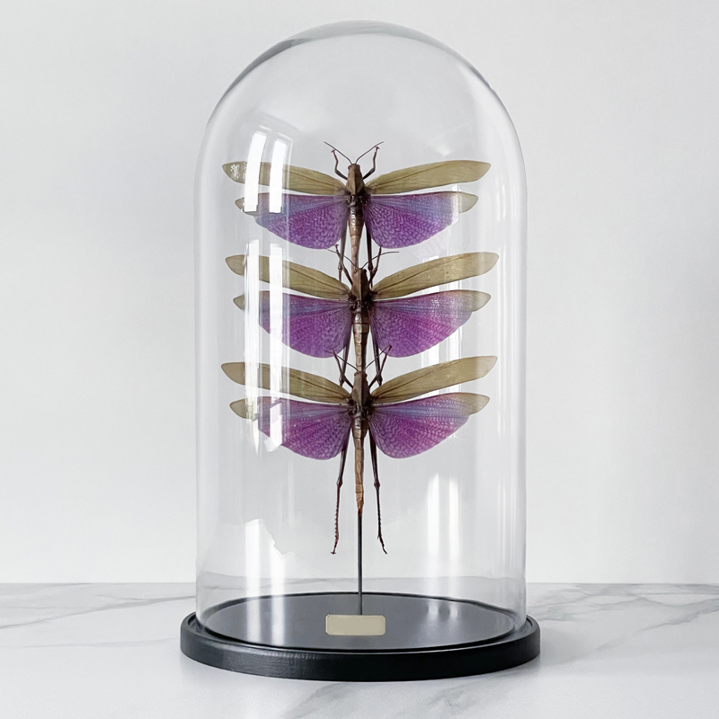 Статуэтка 3 Grasshoppers Titanacris Albipes Glass Cloche  в Ростове-на-Дону | Loft Concept 