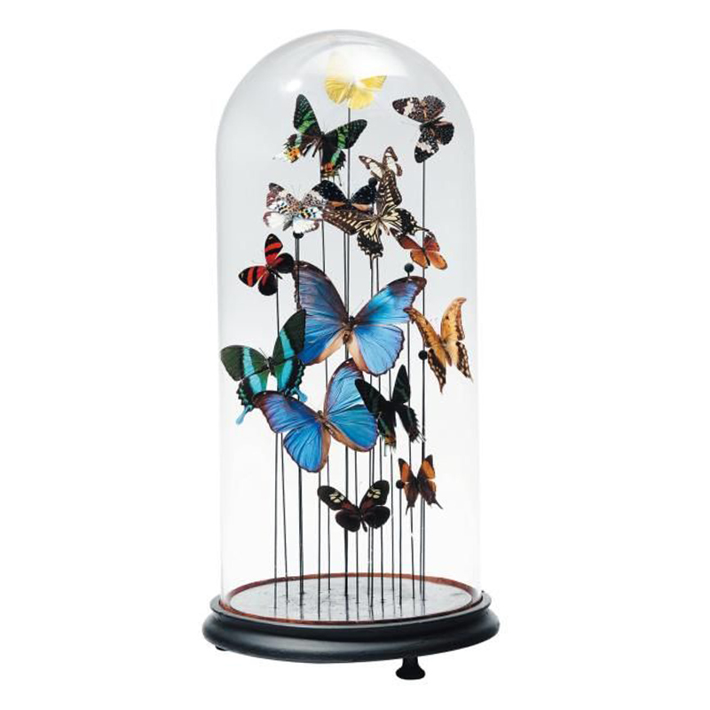  15 Butterflies Glass Cloche   -- | Loft Concept 