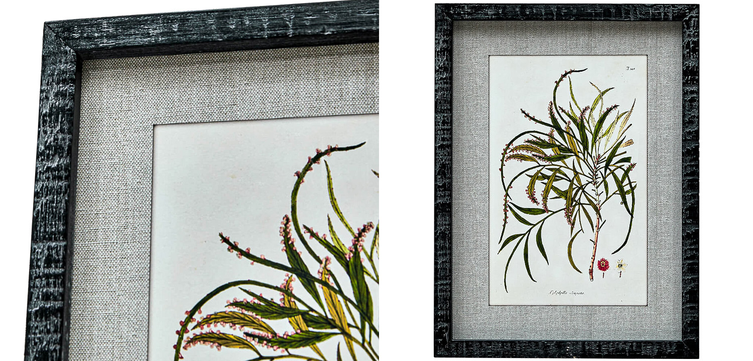 Набор постеров Herbarium Yellow Flowers - фото