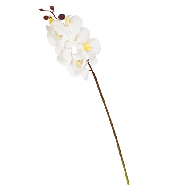    Mini White Orchid    -- | Loft Concept 