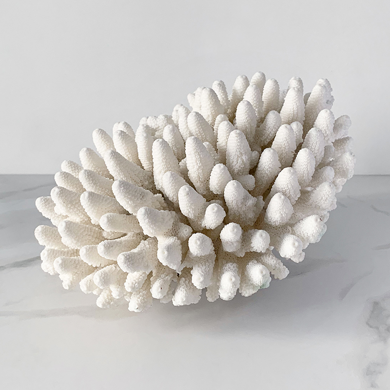  Finger Coral   -- | Loft Concept 