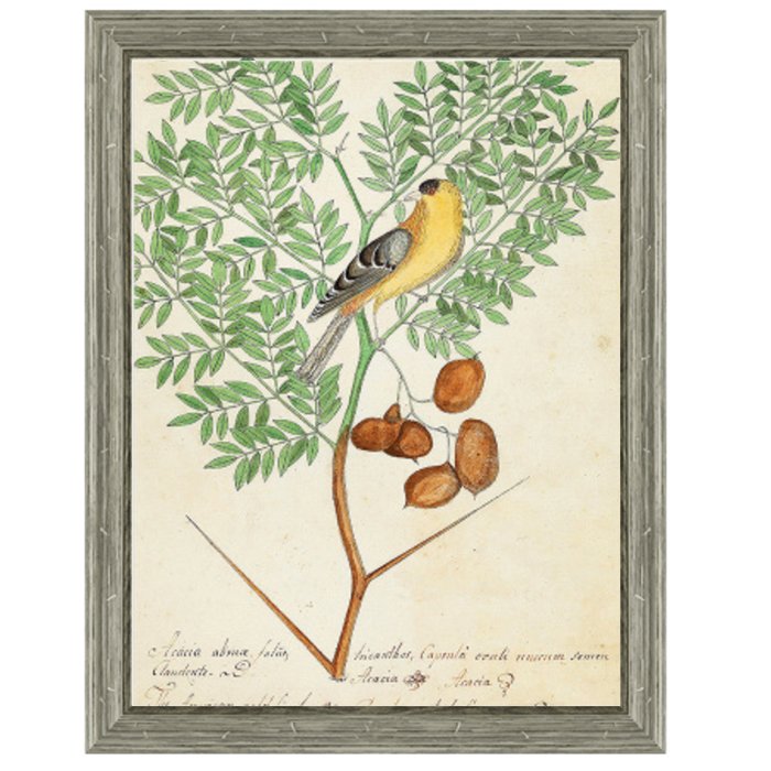  Paradise Bird On Branch   -- | Loft Concept 