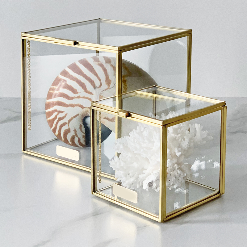   Natural Coral & Nautilus Pompilius Glass Box   -- | Loft Concept 