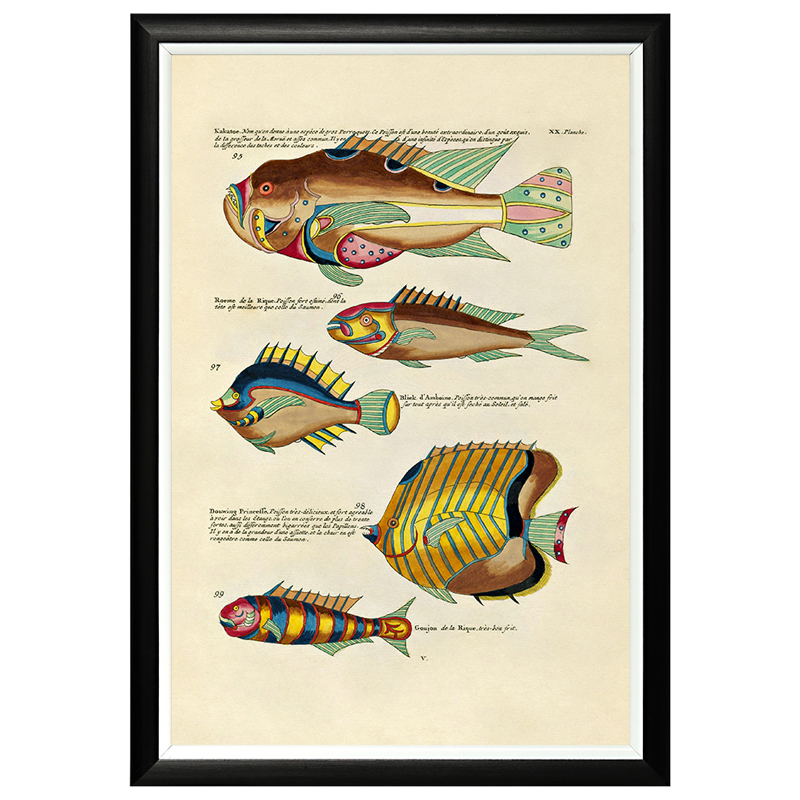     Fish Guide 13    -- | Loft Concept 