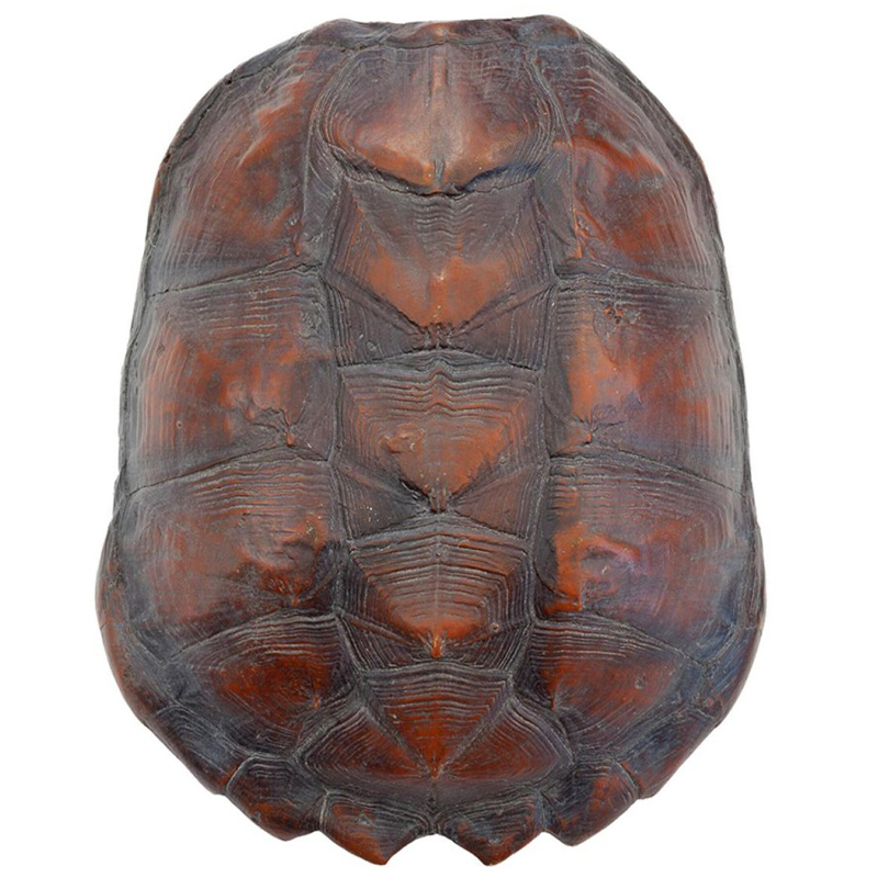 Аксессуар Turtle Shell Big Natural Коричневый в Ростове-на-Дону | Loft Concept 