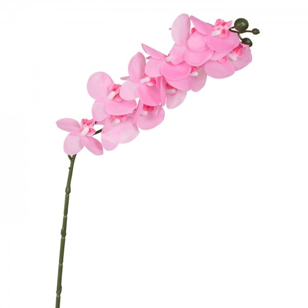    Pink Orchid    -- | Loft Concept 