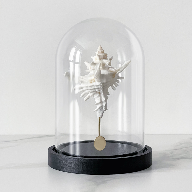  Murex Saharicus Glass Cloche   -- | Loft Concept 