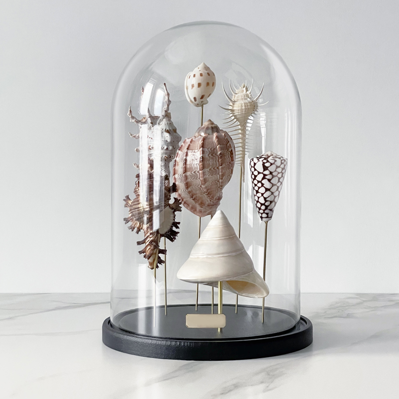  Shell Collection Glass Cloche 2   -- | Loft Concept 