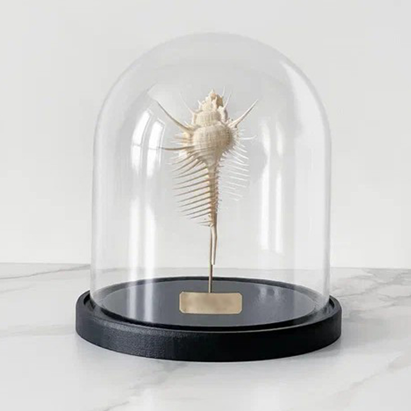  Murex Pecten Glass Cloche   -- | Loft Concept 