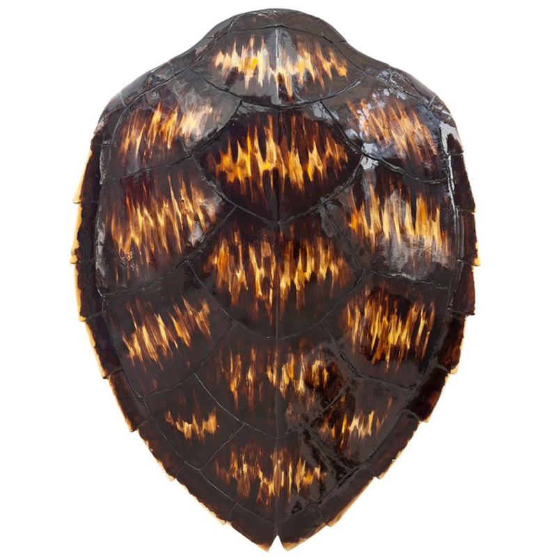 Turtle Shell Motley Natural    -- | Loft Concept 