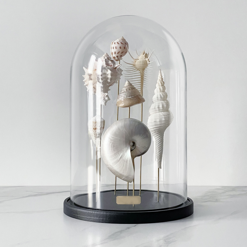  Shell Collection Glass Cloche 1   -- | Loft Concept 