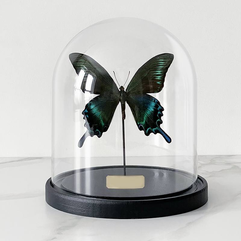  Butterfly Sailboat Maaka Glass Cloche   -- | Loft Concept 