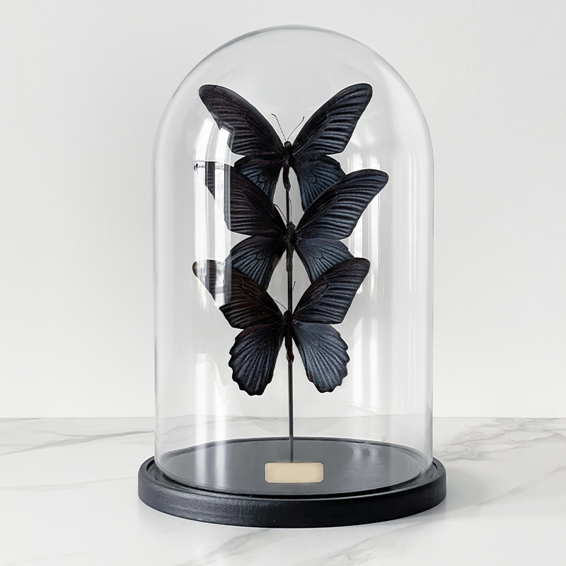  3 Butterflies Papilio Memnon Glass Cloche   -- | Loft Concept 