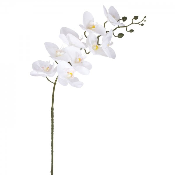    White Orchid    -- | Loft Concept 