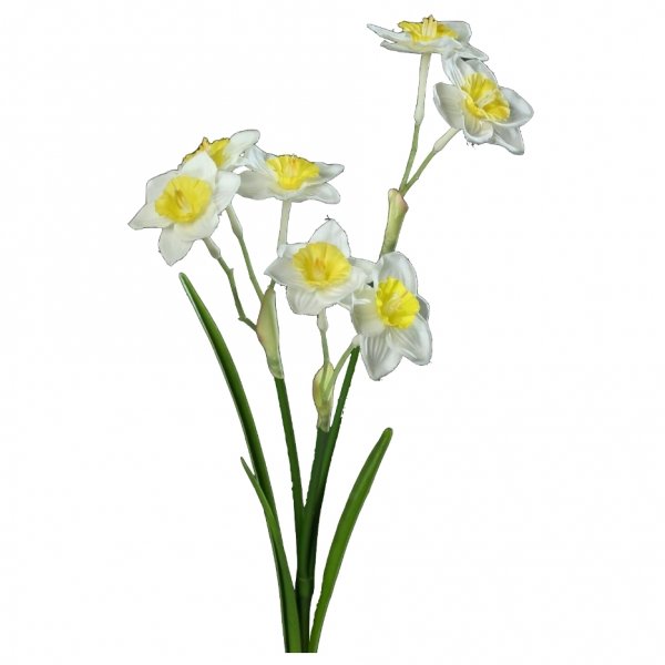    Daffodils     -- | Loft Concept 