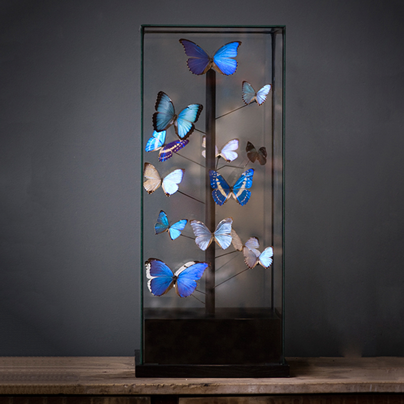  14 Blue Butterflies Morphos Glass Box   -- | Loft Concept 