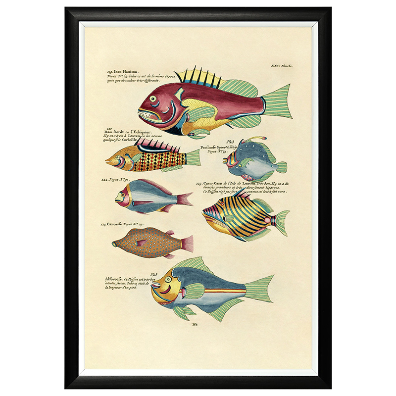     Fish Guide 14    -- | Loft Concept 