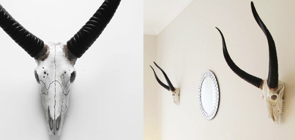 Череп антилопы с черными рогами - Loft-Concept в Ростове-на-Дону