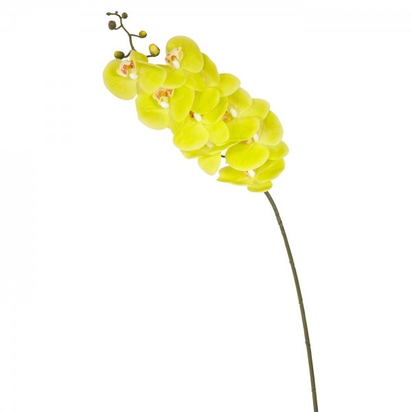    Branch Of Yellow Orchid    -- | Loft Concept 