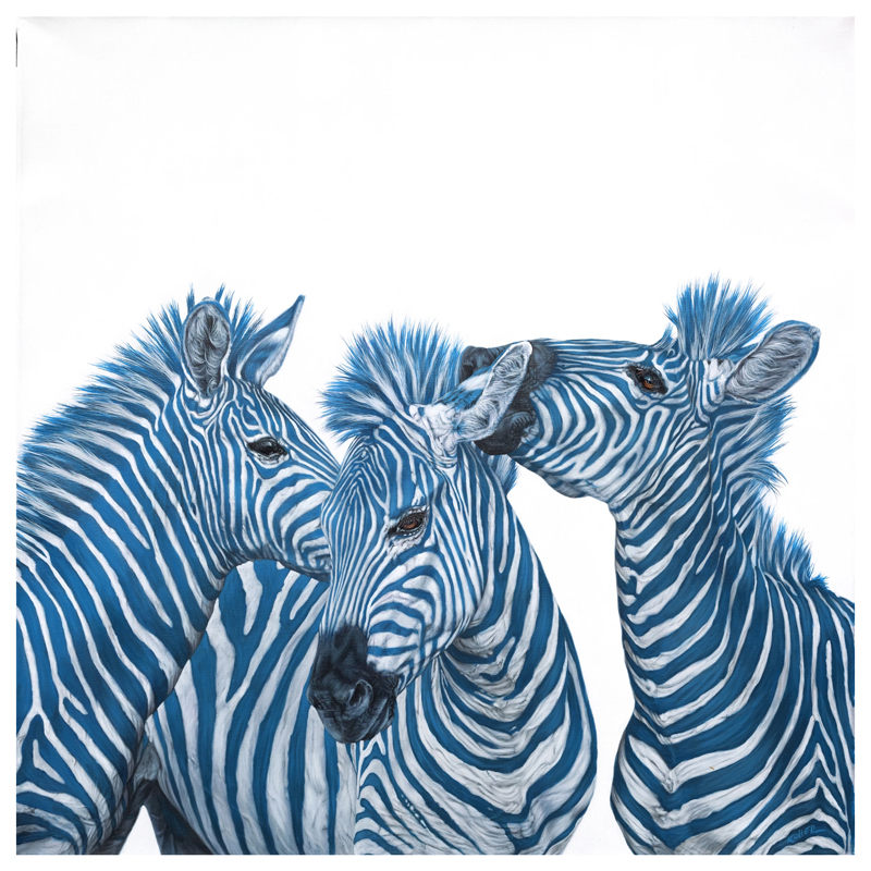  Blue Zebras     -- | Loft Concept 