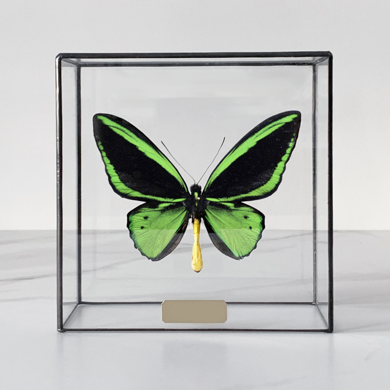  Butterfly Priamus Poseidon Glass Box   -- | Loft Concept 