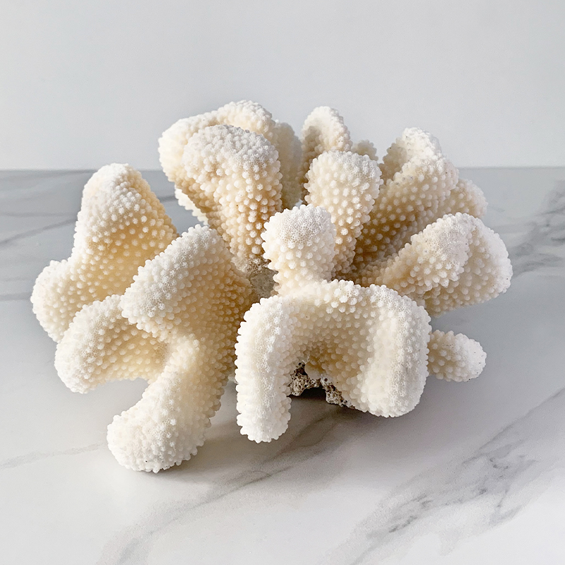  White Cauliflower Coral   -- | Loft Concept 