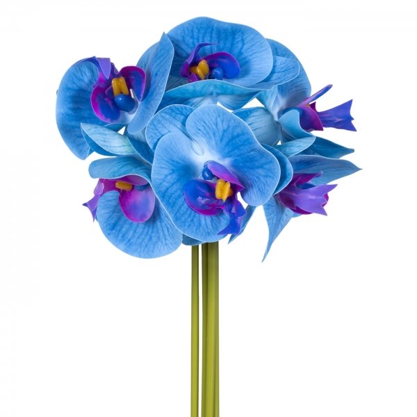    Bouquet Of Blue Orchids    -- | Loft Concept 