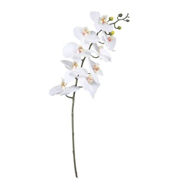    Branch Of White Orchid    -- | Loft Concept 
