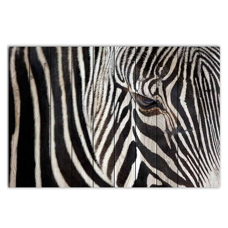  Zebra   -- | Loft Concept 