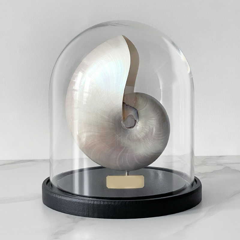  Nautilus Pompilius Nacre Glass Cloche   -- | Loft Concept 