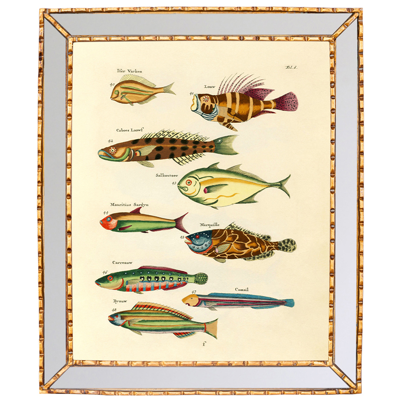     Fish Guide 2    -- | Loft Concept 