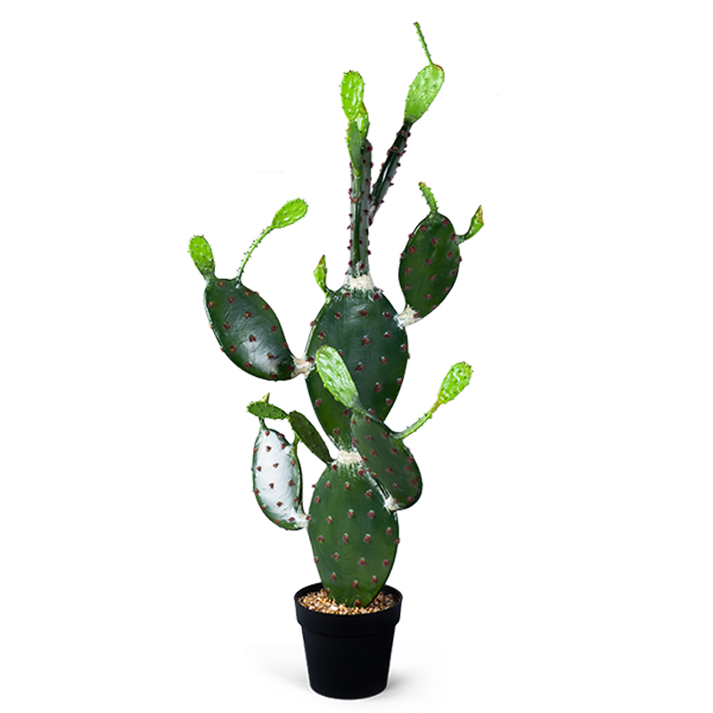    Opuntia Cactus   -- | Loft Concept 