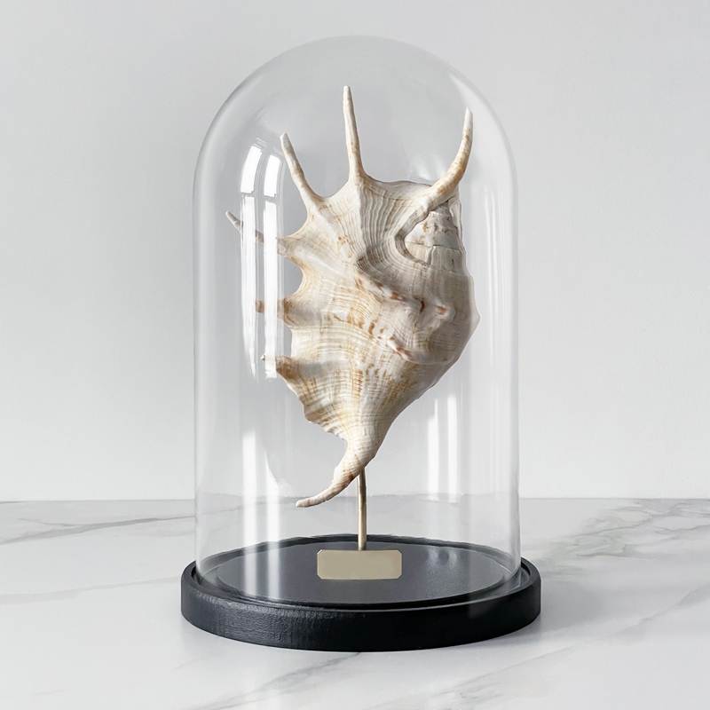  Lambis Glass Cloche   -- | Loft Concept 