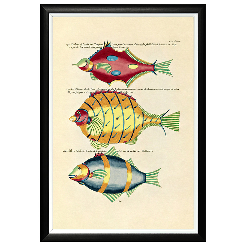    Fish Guide 26    -- | Loft Concept 