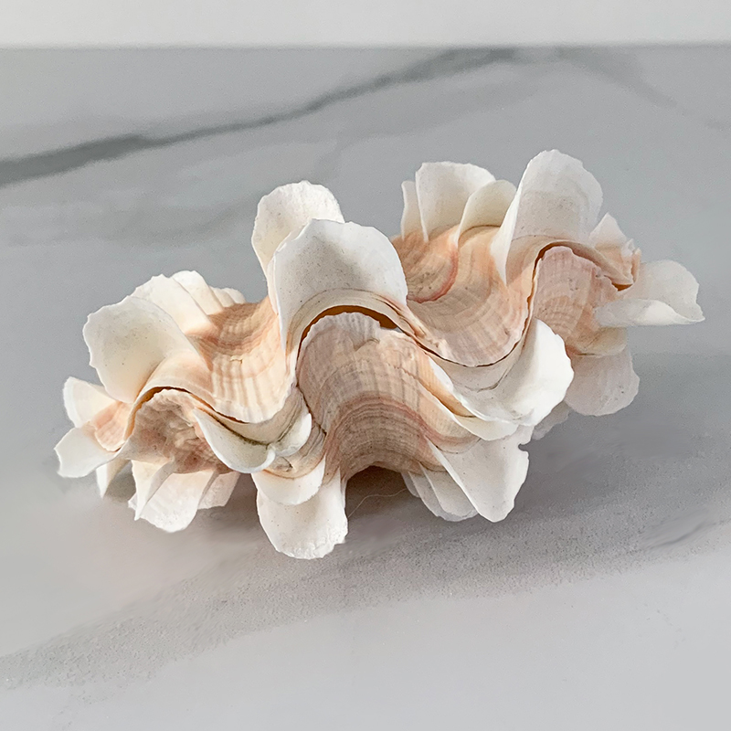  Tridacna Shell XS   -- | Loft Concept 