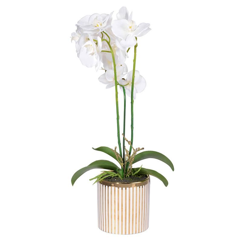    Lush Orchid      -- | Loft Concept 