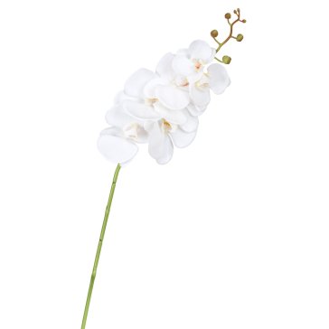    Average White Orchid    -- | Loft Concept 