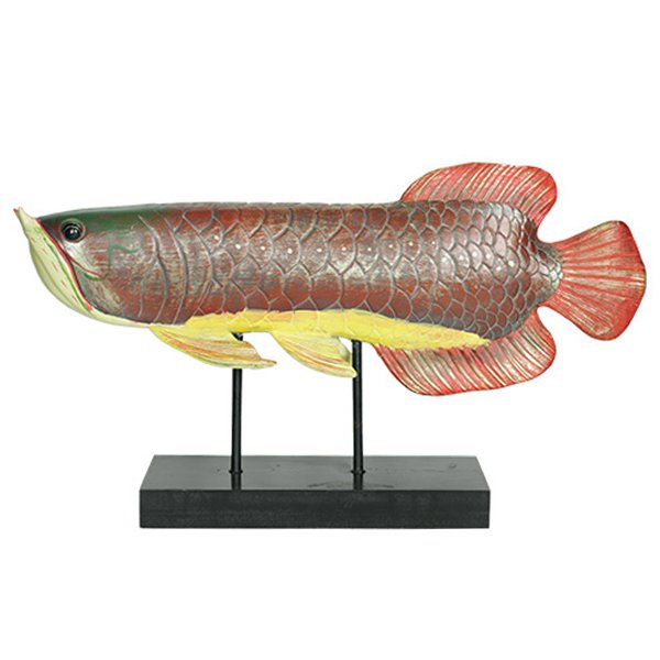     Colored Fish   -- | Loft Concept 
